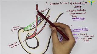 Obturator Artery  Anatomy  Branches  Origin and Divisions  Clinical [upl. by Enorej]