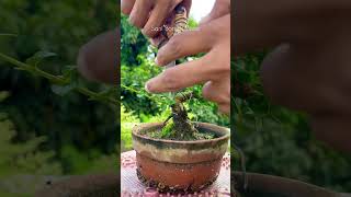 Pruning My Premna Microphylla Mame Bonsai Trank  Bonsai  Sani Bonsai Zone bonsai garden [upl. by Lytton569]