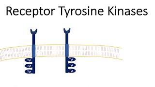 Receptor Tyrosine Kinases  RTK [upl. by Jairia]