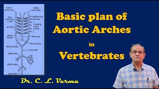 Basic plan of Aortic arches [upl. by Ernesto180]