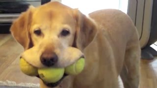 Labrador  A Funny Labradors Videos Compilation  NEW HD [upl. by Socem931]