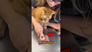 Votre Chat Pour toujours❤️ [upl. by Euqinay]