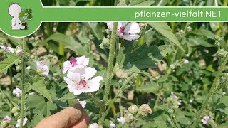 Echter Eibisch  Ganze Pflanze  090718 Althaea officinalis  Essbare Wildkräuter bestimmen [upl. by Amikat]