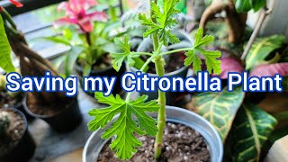 Saving My Citronella Plant [upl. by Turnheim219]