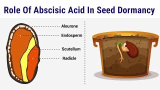 Role Of Abscisic Acid In Seed Dormancy  Lec 67  Plant Physiology [upl. by Malchy]