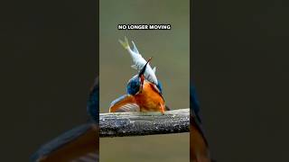 Why This Bird ‘Preps’ Its Meal in the Wildest Way shorts [upl. by Thaddeus]