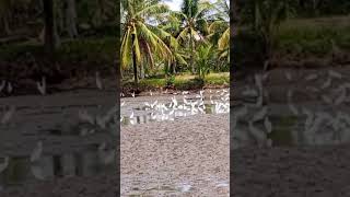 Migratory birds shortvideo short subscribe Elmer Apostol Tv [upl. by Patin]