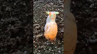 Creepy Parasite Turns Snails 🐌🪱 Into Disco Zombies animals insects snail [upl. by Richela]