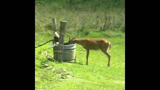 Deer drinking out of water trough [upl. by Yggam958]