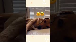 cat dog dogs cut cute love lovecats lovedogs funny virla viralvideo foryou foryoupage [upl. by Ebehp287]