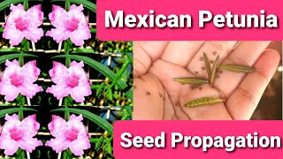 Mexican Petunia Seed Propagation  Ruellia Simplex [upl. by Ynagoham]