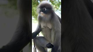 Leaf Monkey Eating on Tree in Tropical Rainforest [upl. by Catherin]