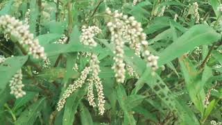 Persicaria lapathifolia known as pale persicaria is a plant of the family Polygonaceae [upl. by Damour]