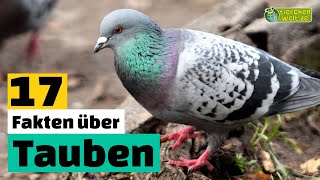 17 SteckbriefFakten über Tauben  DokuWissen über Tiere  für Kinder [upl. by Minerva]