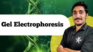 Gel Electrophoresis  Biotechnology  Class 12th Biology  NEET [upl. by Shirk]