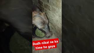 Dudh nikal ne ka time ho gaya murrah dudh milk time dairy deshi viralvideo short trending [upl. by Skye]