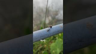 Ants carrying food ants youtubeshorts shortvideo [upl. by Jaella]