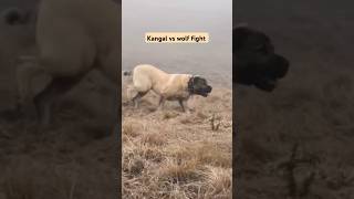 Kangal vs wolf Real Fight kangal wolf shorts youtubeshorts [upl. by Ynneg]