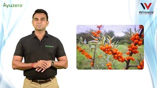 Sea Buckthorn Concentrate Product knowledge by Mr Bhupendra Pal [upl. by Roderigo]