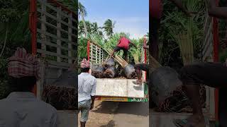 Big Size Coconu Plants  Crossing Coconut Plants  Ashok Chakra Nursery  KadiyamAbbai Shorts  242 [upl. by Rolyat479]