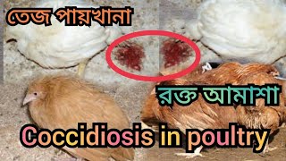 how to control coccidiosis in poultry  Coccidiosis in poultry  মুরগির রক্ত আমাশা [upl. by Eintroc]