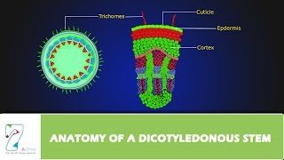 ANATOMY OF A DICOTYLEDONOUS STEM [upl. by Adlemi]