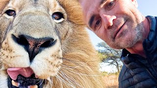 LION REUNION  Rescued Lion Brothers and Real Lion King Reaction  The Lion Whisperer [upl. by Noffihc]