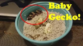 Why we cut Reptile Eggs plus a cute gecko baby [upl. by Yacov]