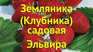 Земляника садовая Эльвира Краткий обзор описание характеристик fragaria ananassa Эльвира [upl. by Shandra]