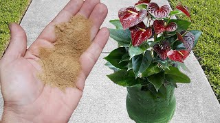 ADUBO SIMPLES E PODEROSO PARA FLORAÃ‡ÃƒO DE TODAS AS PLANTAS MUITO FÃCIL DE FAZER QUALQUER PLANTA [upl. by Sievert]