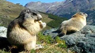 Swiss alpine marmots enjoying the view above SaasFee [upl. by Cindra]