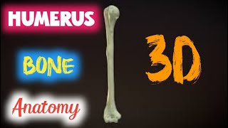 humerus anatomy  humerus anatomy upper extremity [upl. by Cressy]