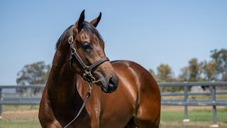 Lot 49 Dundeel x Italia Bella Colt from Kenmore Lodge [upl. by Celestina819]