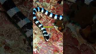 The Venomous Banded Sea Krait [upl. by Orford]