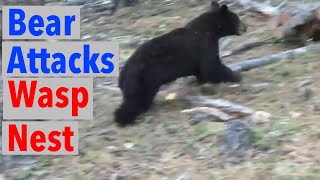 Bear Digs Up Yellowjacket Wasp Nest Gets Attacked and Stung [upl. by Thisbee788]