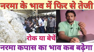 नरमा के भाव में सुधार  आज नरमा का भाव  narma ki live boli Haryana Mandi  kapas bhav today [upl. by Ydniahs]