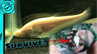 Will ALL WHITE KNIFE Fish SURVIVE in RARE ALBINO TANK [upl. by Weywadt]