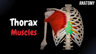 Muscles of the Thorax Origin Insertion Function [upl. by Hayarahs952]