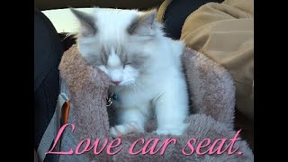 Love the pet car seat on the first use Enjoy bringing my Happy Ragdoll kittens to pick up my kid [upl. by Aniger]