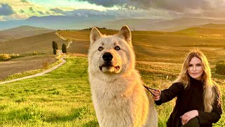 HUGE WHITE WOLF VISITS GLADIATOR FILM SET LIFE OF WOLF  Ep 6 [upl. by Melcher]