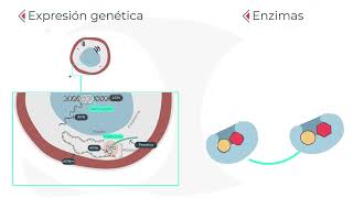 Acidos nucleicos y enzimas asociadas [upl. by Vernier]