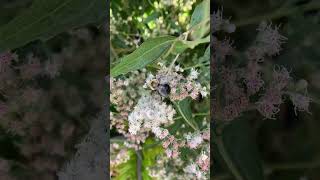 Gorgeous Boneset still going strong [upl. by Marylin]