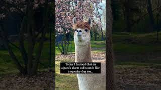 Alpaca sound alpaca animals wildanimals wildlife america [upl. by Sirref]