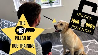 Focus the Key Pillar of Dog Training [upl. by Aivun]