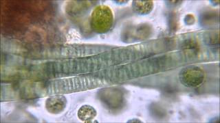 Gliding Motility of Cyanobacteria [upl. by Otsugua882]