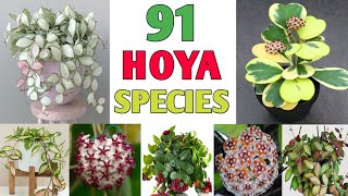 91 Hoya Plant Species  Hoya Varieties with names and its Identification  Plant and Planting [upl. by Akirderf462]