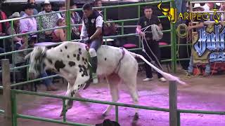 ESTOS TOROS SON DE OTRO MUNDO😱RANCHO LOS DESTRUCTORES Y BANDA EL RECODO MONUMENTAL DE MORELIA 22 [upl. by Yentirb]