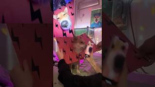 Oh My God😰Wait For End😳Bro went Viral Without Doing Nothing😂viral dog animals usa tiktok [upl. by Demmy]