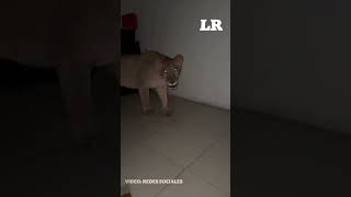 ¡Aquí espantan Hombre es sorprendido por dos leones afuera de su cuarto de hotel [upl. by Ettenoitna597]