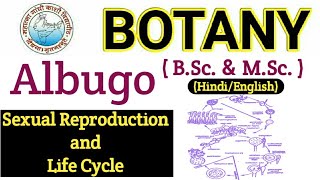 Albugo Sexual Reproduction in Albugo  BSc 1st year Botany BscMSC BOTANYWhite rust of crucifers [upl. by Epuladaugairam]